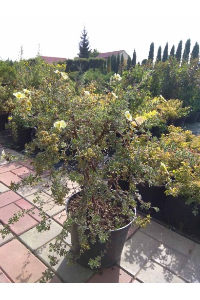 Перстач чагарниковий Прімроуз Б’юті - 5л/вис.40-50/Ø30-35